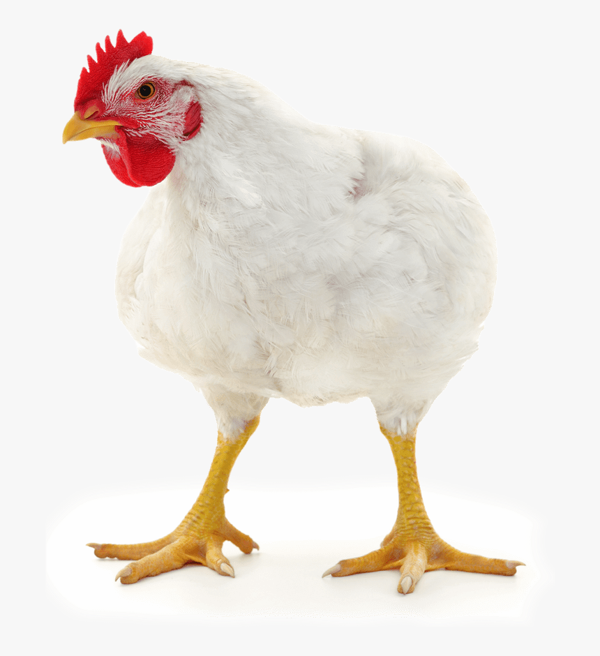 Rooster, HD Png Download, Free Download