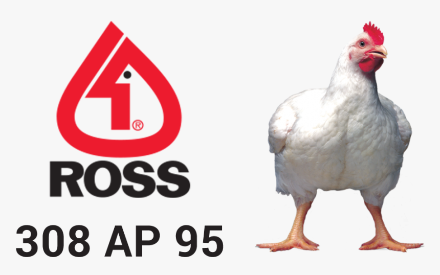 Hatching Eggs - Ross Broiler, HD Png Download, Free Download