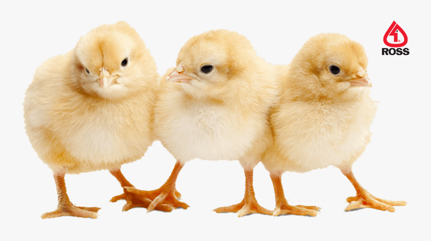 Baby Chick Png, Transparent Png, Free Download