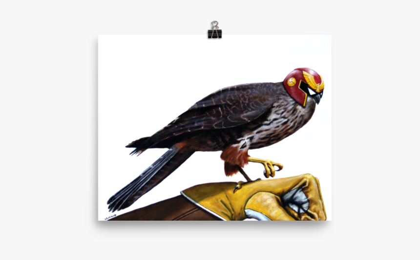 Falconiformes, HD Png Download, Free Download