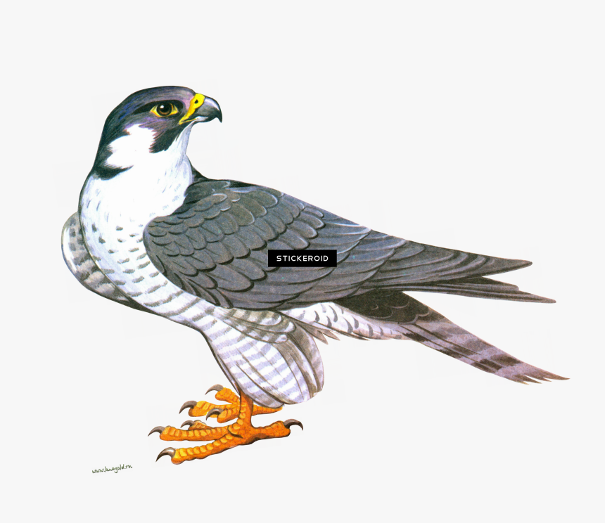 Clip Art Falcon Png , Png Download - Сокол Рисунок, Transparent Png, Free Download