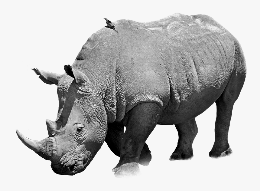 Black Rhinoceros, HD Png Download, Free Download