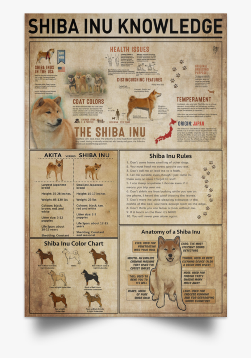 Shiba Inu Knowledge Poster"
 Class= - Information Shiba Inu Facts, HD Png Download, Free Download