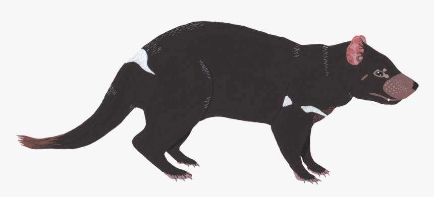 Tasmanian Devil, HD Png Download, Free Download