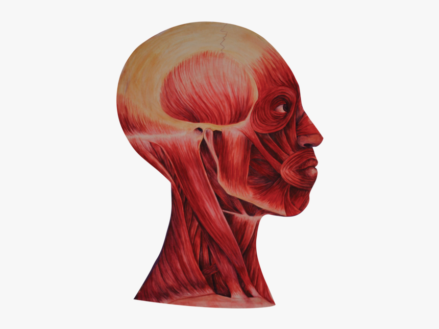 02 Heads Muscle - Bone, HD Png Download, Free Download
