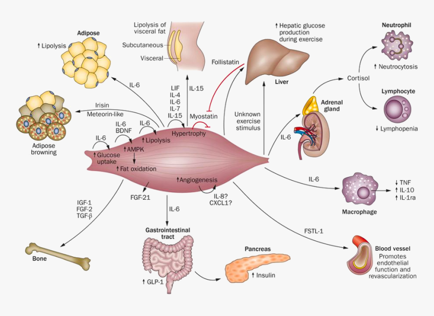 Metabolism Muscle, HD Png Download, Free Download