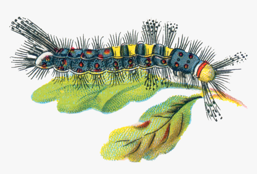 Orgyia Antiqua Caterpillar Male - Caterpillar Uk Illustration, HD Png Download, Free Download