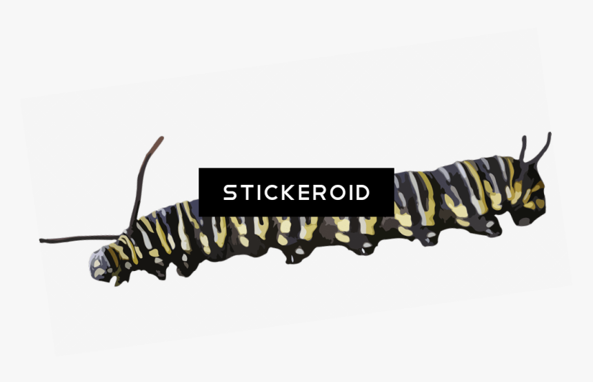 Caterpillar Yellow Black - Caterpillar Transparent Background, HD Png Download, Free Download