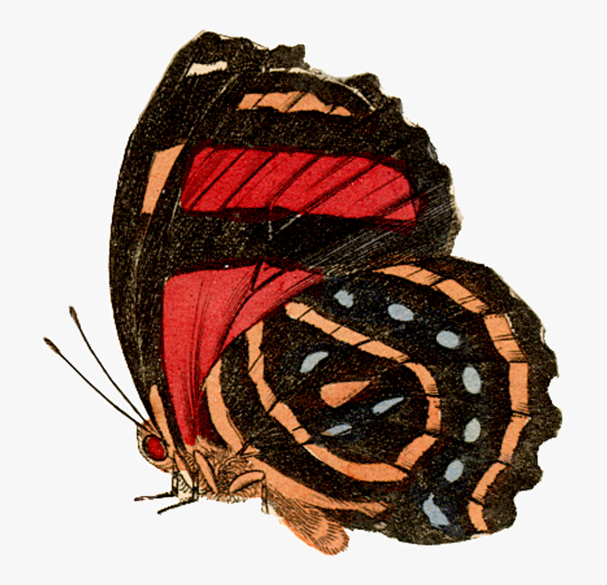 Caterpillar , Png Download - Insect, Transparent Png, Free Download