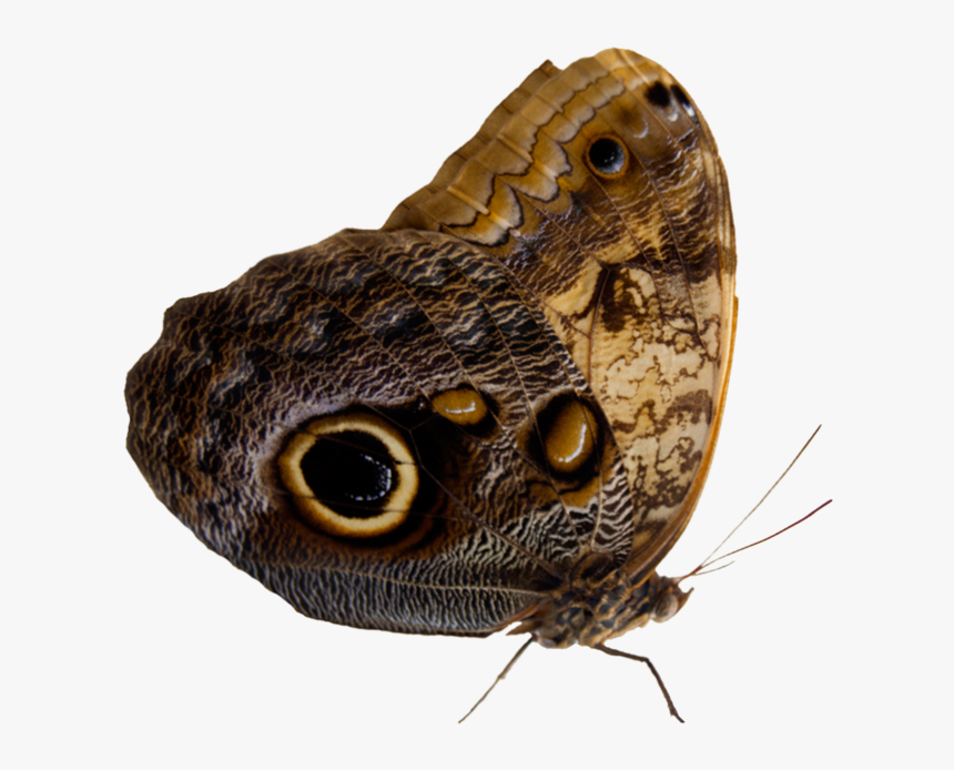 Thumb Image - Moth, HD Png Download, Free Download