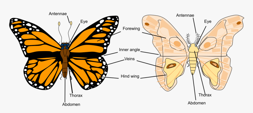 Butterfly Reproductive System Male And Female, HD Png Download, Free Download