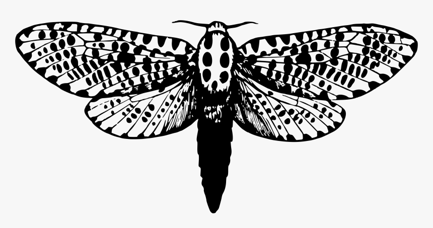 Leopard Moth Clip Arts - Giant Leopard Moth Drawing, HD Png Download, Free Download