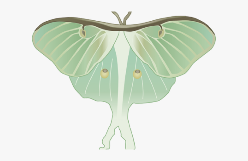 Luna Moth Clipart Transparent - Luna Moth Illustration, HD Png Download, Free Download