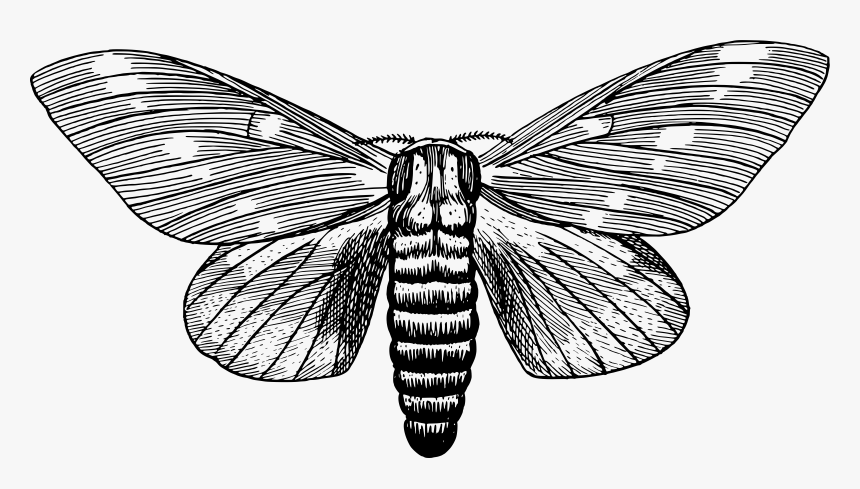 Regal Moth Clip Arts - Black And White Moth Clip Art, HD Png Download, Free Download