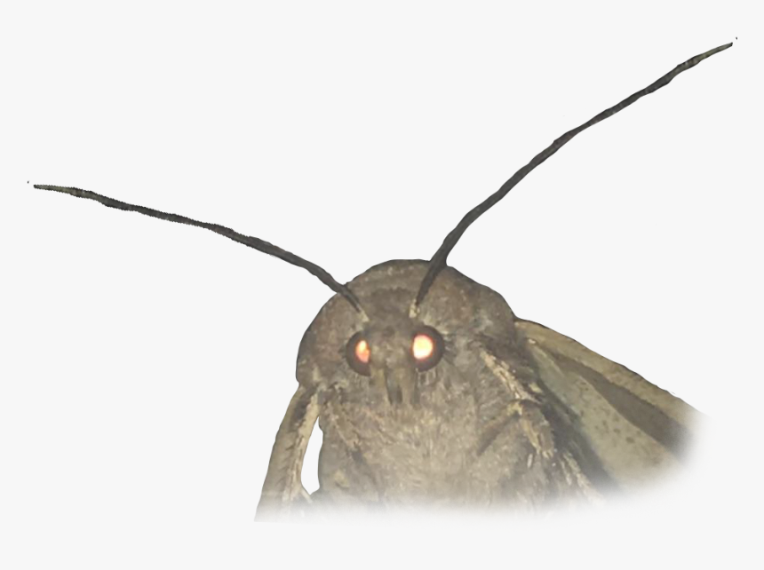 Moth Meme White Background , Png Download - Transparent Images Of Memes, Png Download, Free Download