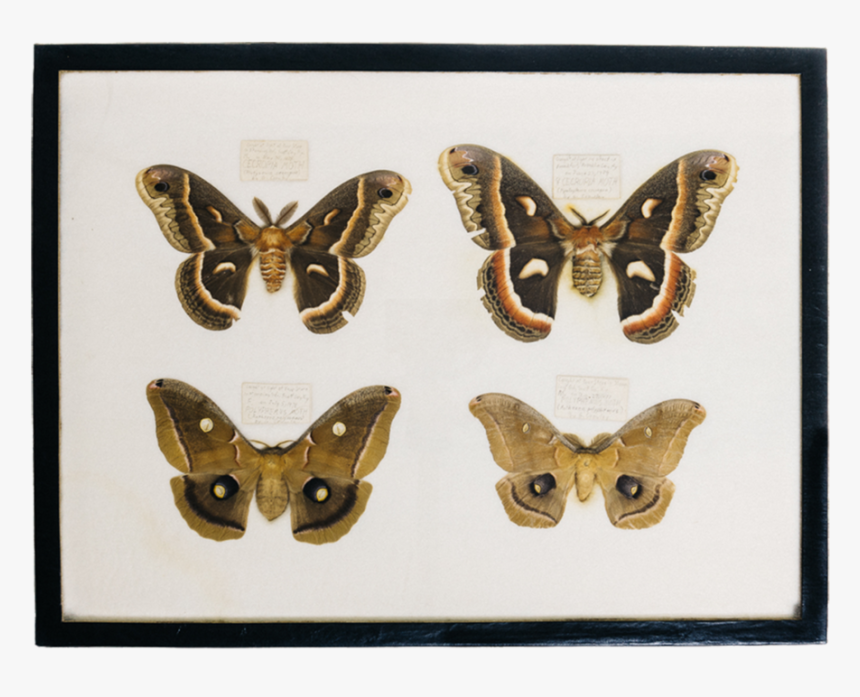 Moth Collection Thumbnail - Moth, HD Png Download, Free Download