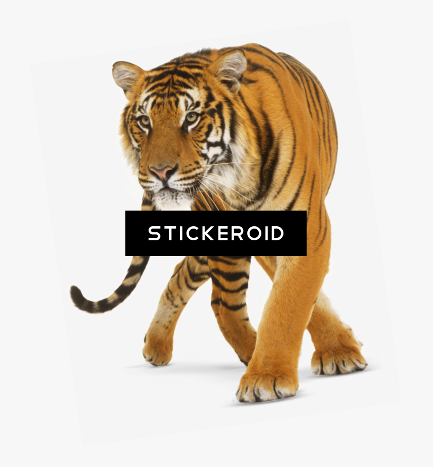 Dk Readers L3 - Transparent Background Tiger Png, Png Download, Free Download