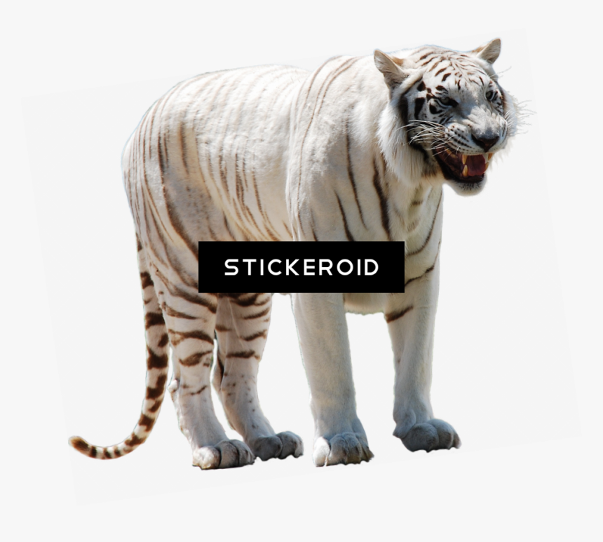 Tiger White Png , Png Download - Pure White Tiger Png, Transparent Png, Free Download