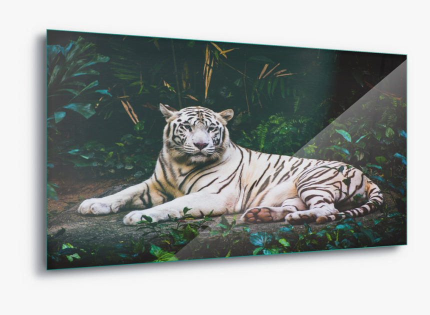 White Tiger Wild Animal Canvas Amp Glass Wall - Tiger Wallpaper 4k, HD Png Download, Free Download