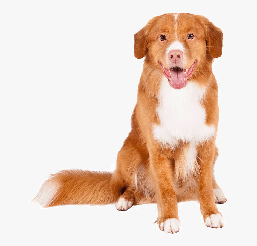 Nova Scotia Duck Tolling Retriever - Nova Scotia Duck Tolling Retriever Png, Transparent Png, Free Download