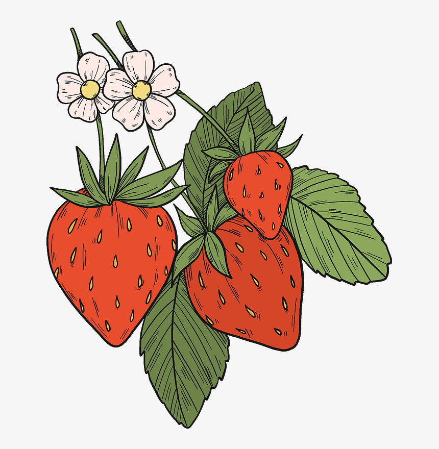 Strawberry Plant Clipart - Strawberry, HD Png Download, Free Download