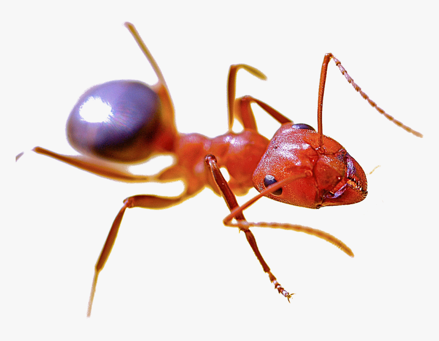 Fire Ant Png, Transparent Png, Free Download