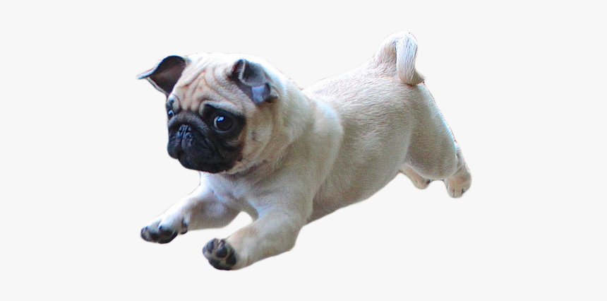 Thug Life Pug Png Photo - Dog Running Transparent Background, Png Download, Free Download