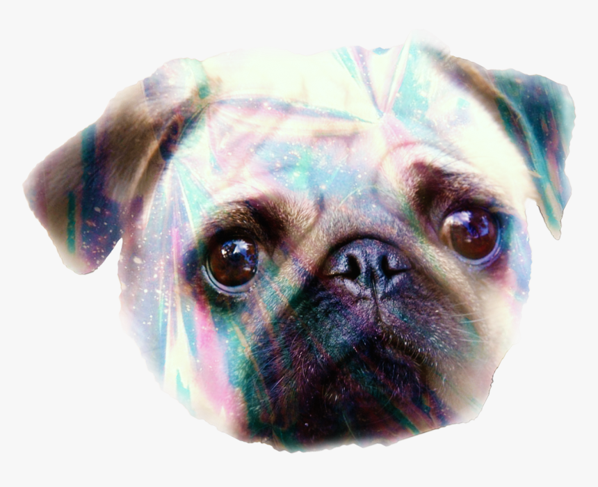 Transparent Pugs Png - Pug, Png Download, Free Download