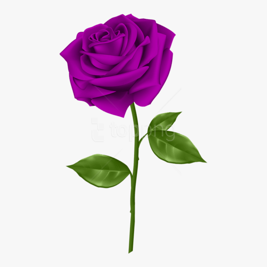 Free Png Download Purple Rose Png Images Background - Purple Rose Transparent Png, Png Download, Free Download