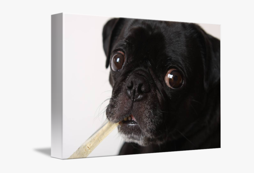 Black Pug Png - Pug, Transparent Png, Free Download