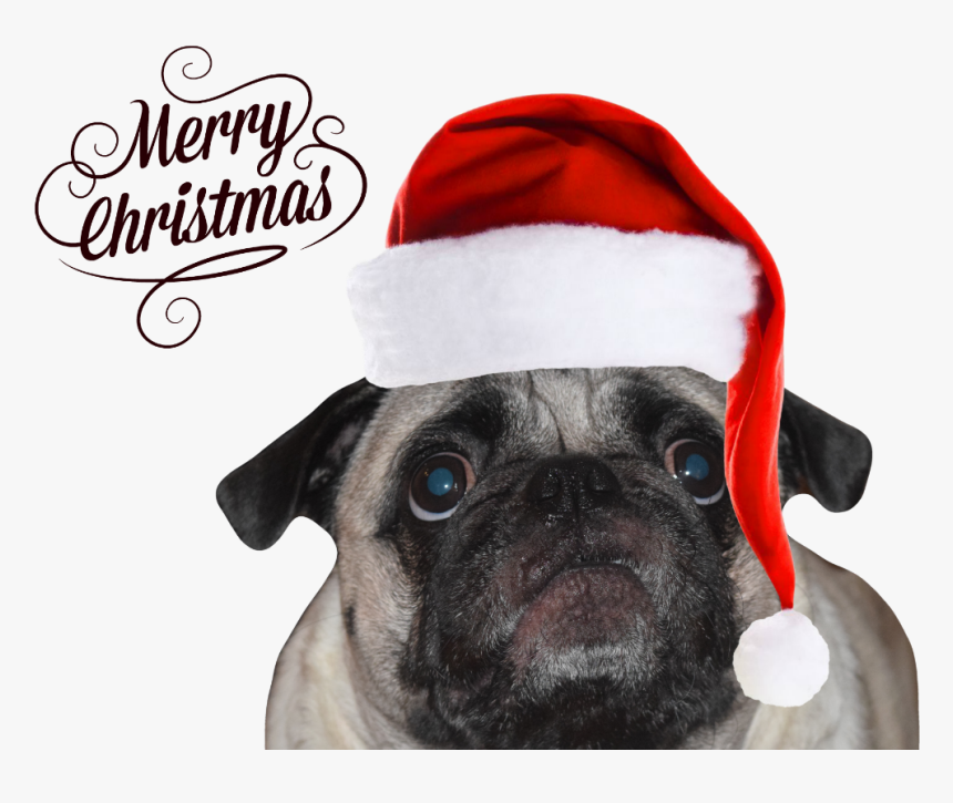 Pug, HD Png Download, Free Download