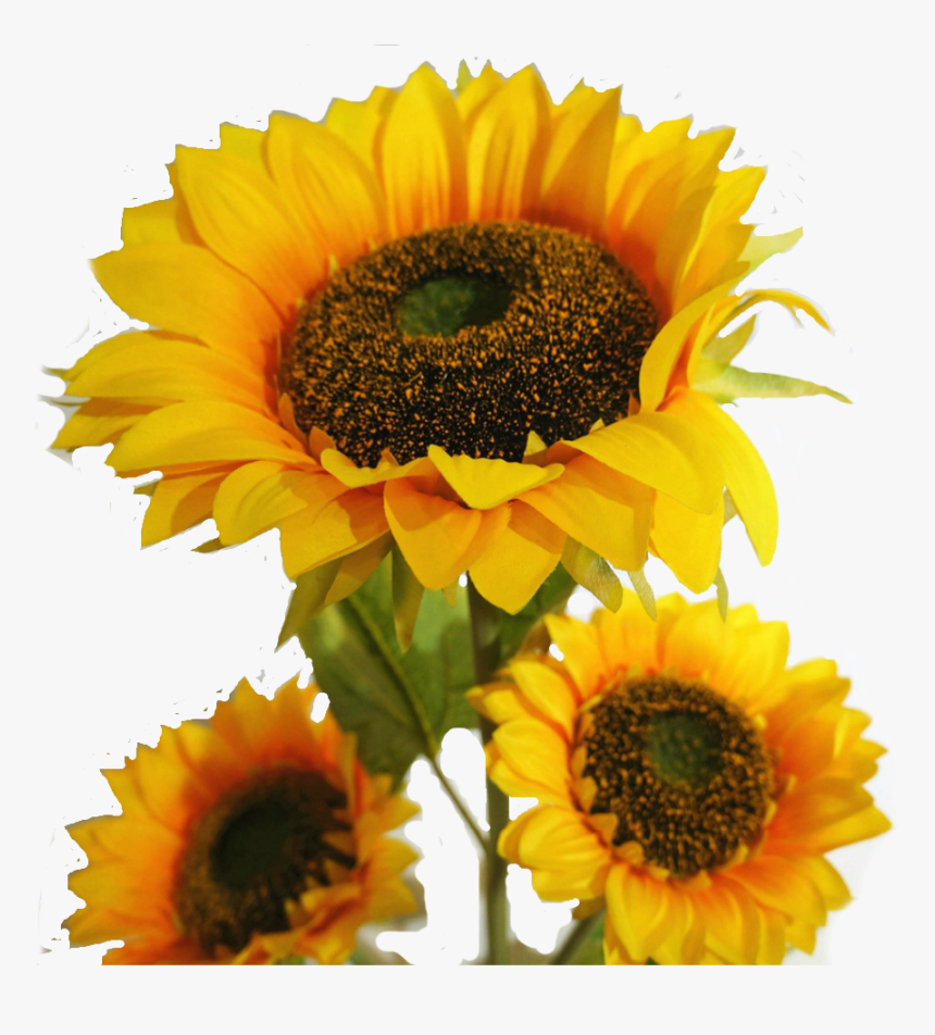 Sunflowers Png Leave - Full Ka Photo Download, Transparent Png, Free Download
