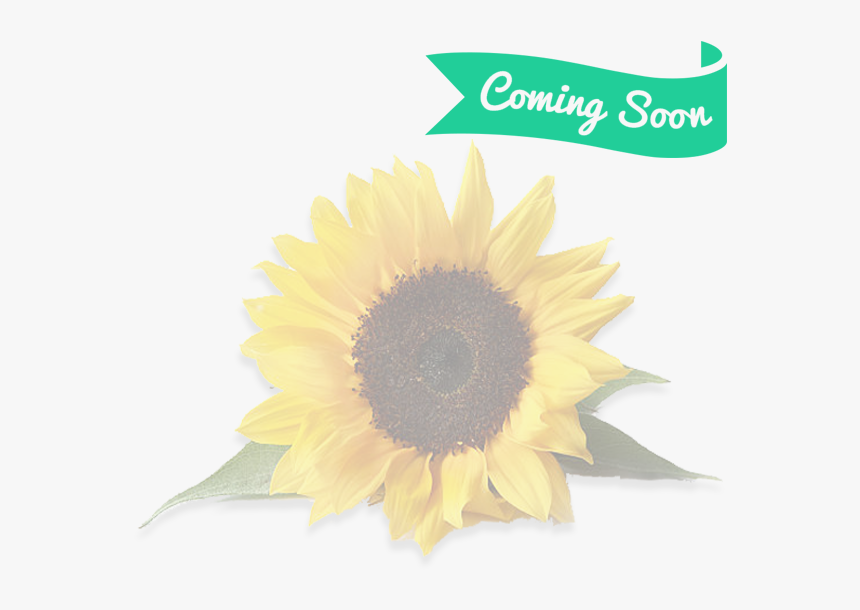 Sunflower With White Background , Png Download - Sunflower With White Background, Transparent Png, Free Download