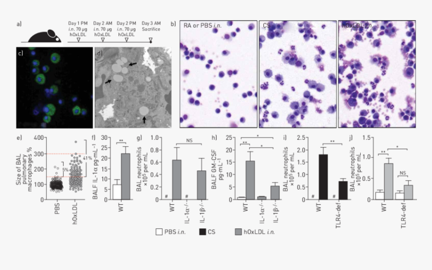 Bal Neutrophils, HD Png Download, Free Download