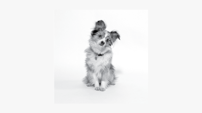 Coco - Companion Dog, HD Png Download, Free Download