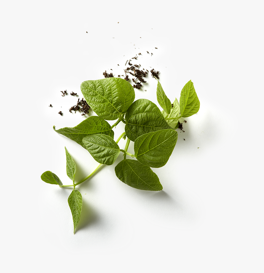 Bean Plant Png - Bean With Leaf Png, Transparent Png, Free Download