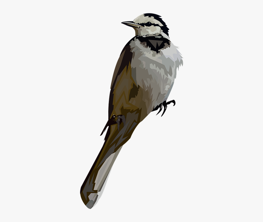 Ave Png, Transparent Png, Free Download