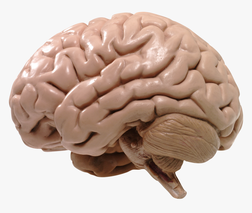 Human Brain Png, Transparent Png, Free Download