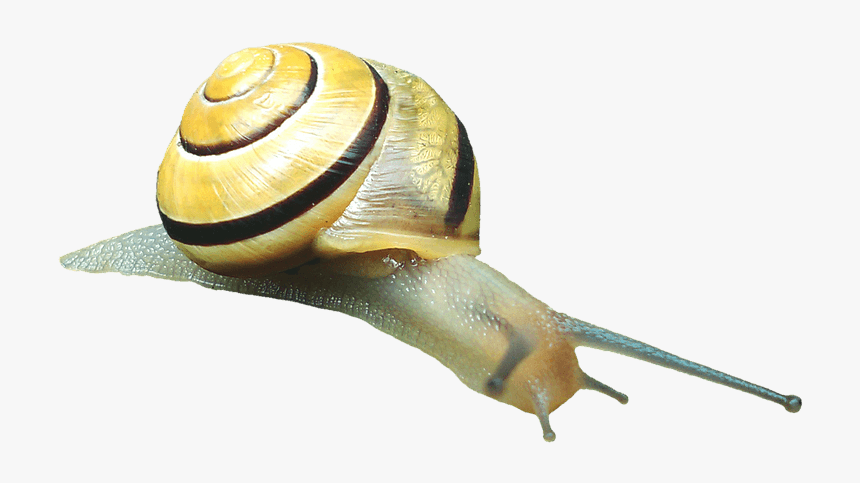 Snail Transparent Png Image Free - Weekdieren Png, Png Download, Free Download