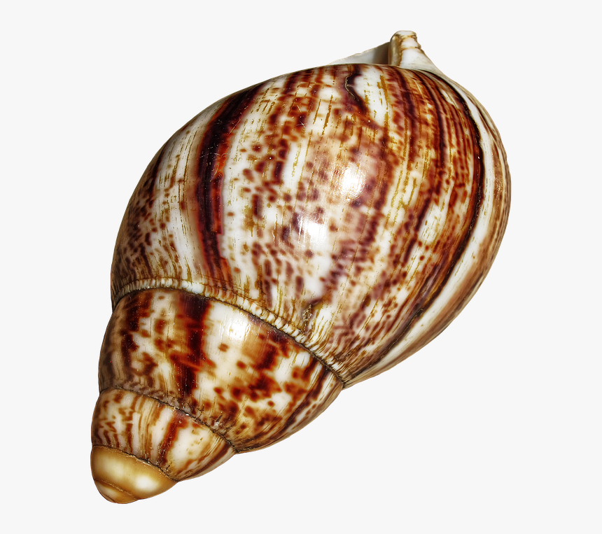 Transparent Snail Png - Transparent Snail Shell Png, Png Download, Free Download