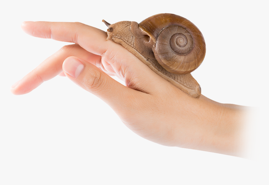 Snail, HD Png Download, Free Download