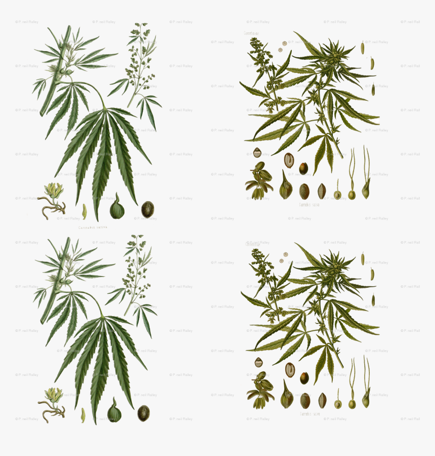 Bag Of Weed - Marijuana Botanical Print, HD Png Download, Free Download