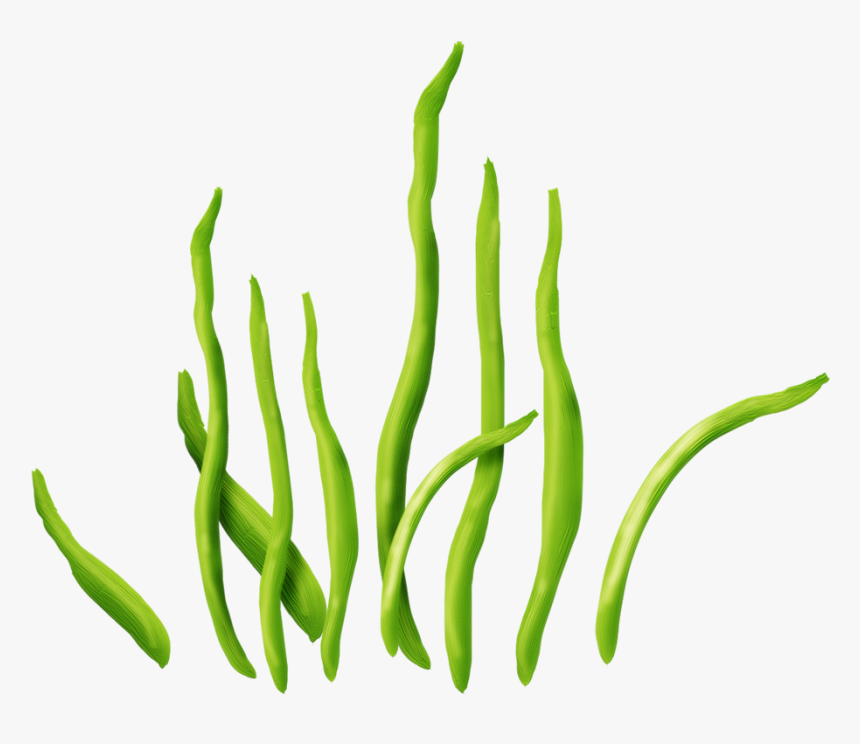 Seaweed Clipart Png - Seaweed On Clear Background, Transparent Png, Free Download