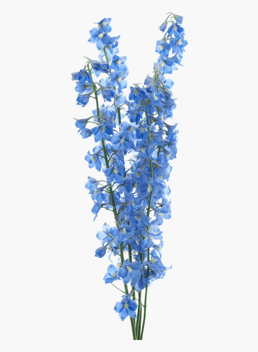 Sky Blue Flower Png, Transparent Png, Free Download