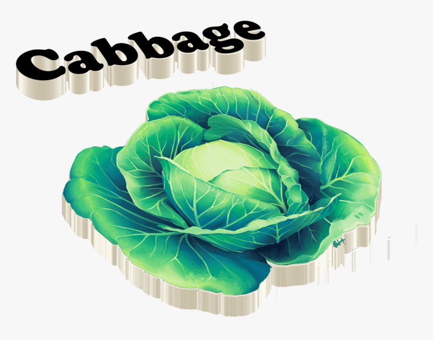 Cabbage Png Images, Transparent Png, Free Download