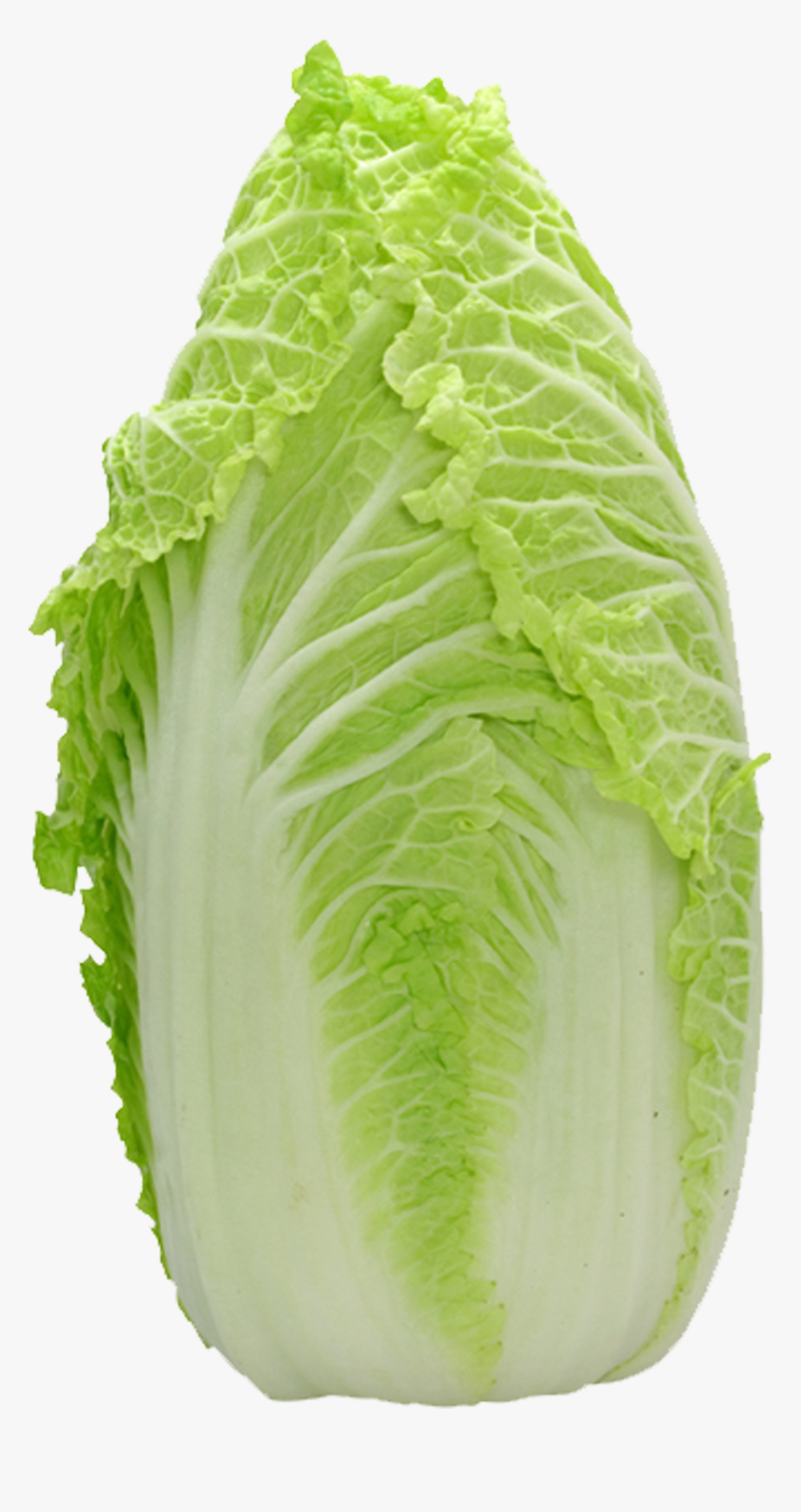 Napa Cabbage Png - Vegetable, Transparent Png, Free Download