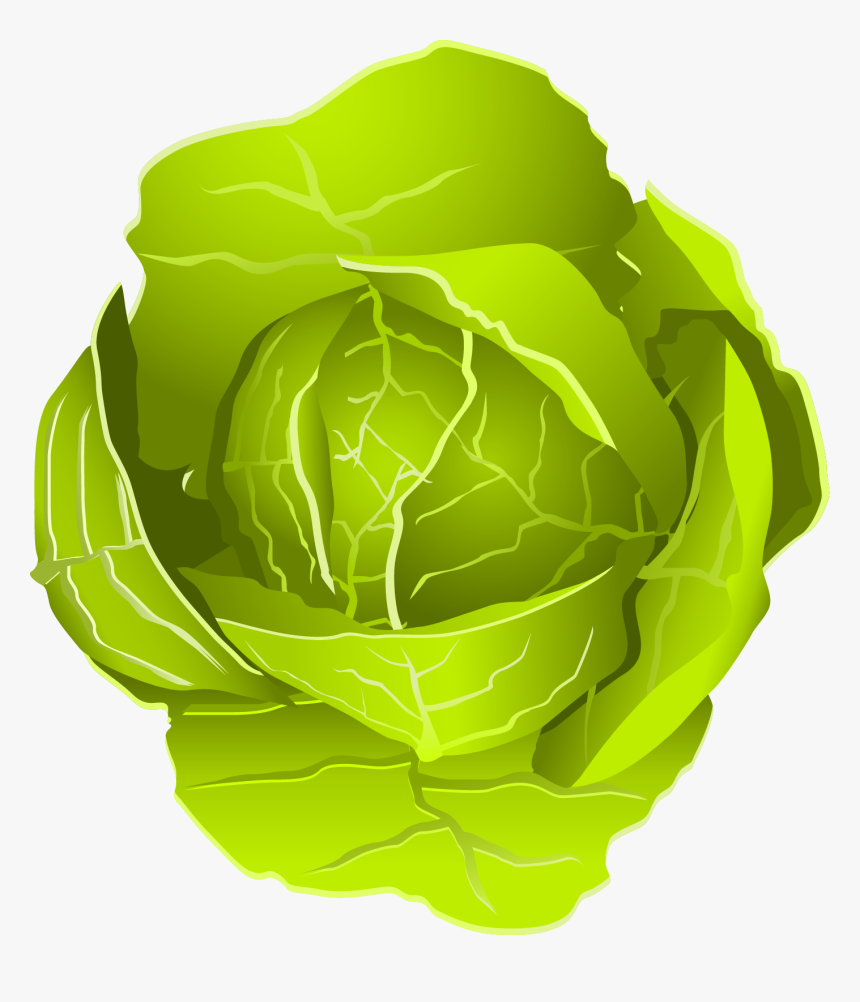 Cabbage, HD Png Download, Free Download