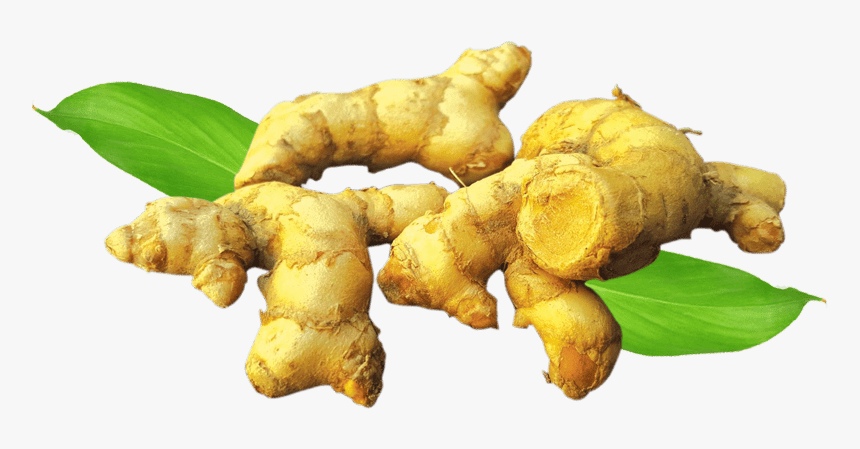 Greater Galangal, HD Png Download, Free Download