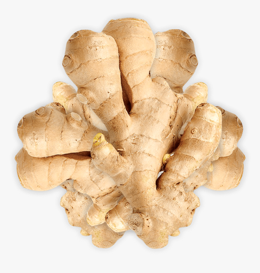 Ginger, HD Png Download, Free Download