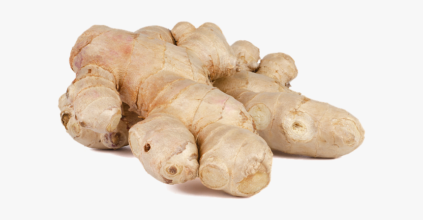 Greater Galangal, HD Png Download, Free Download